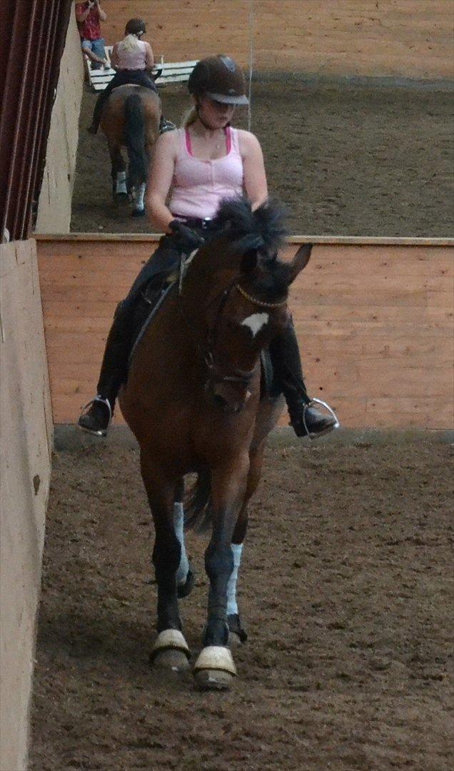 Tysk Oldenburger Milano af Hvarre - Fordi du er speciel <3 billede 17