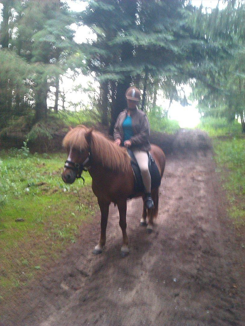 Islænder Calvin - Calvinmanden og Jeg på tur i skoven <3 billede 2