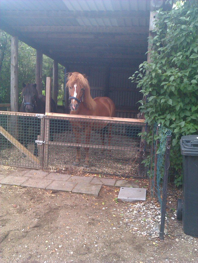 Islænder Calvin - Efter en dejlig tur i skoven <3
 billede 3