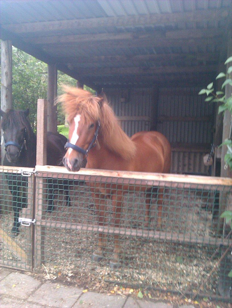 Islænder Calvin - Han står og venter på guffer :D billede 4