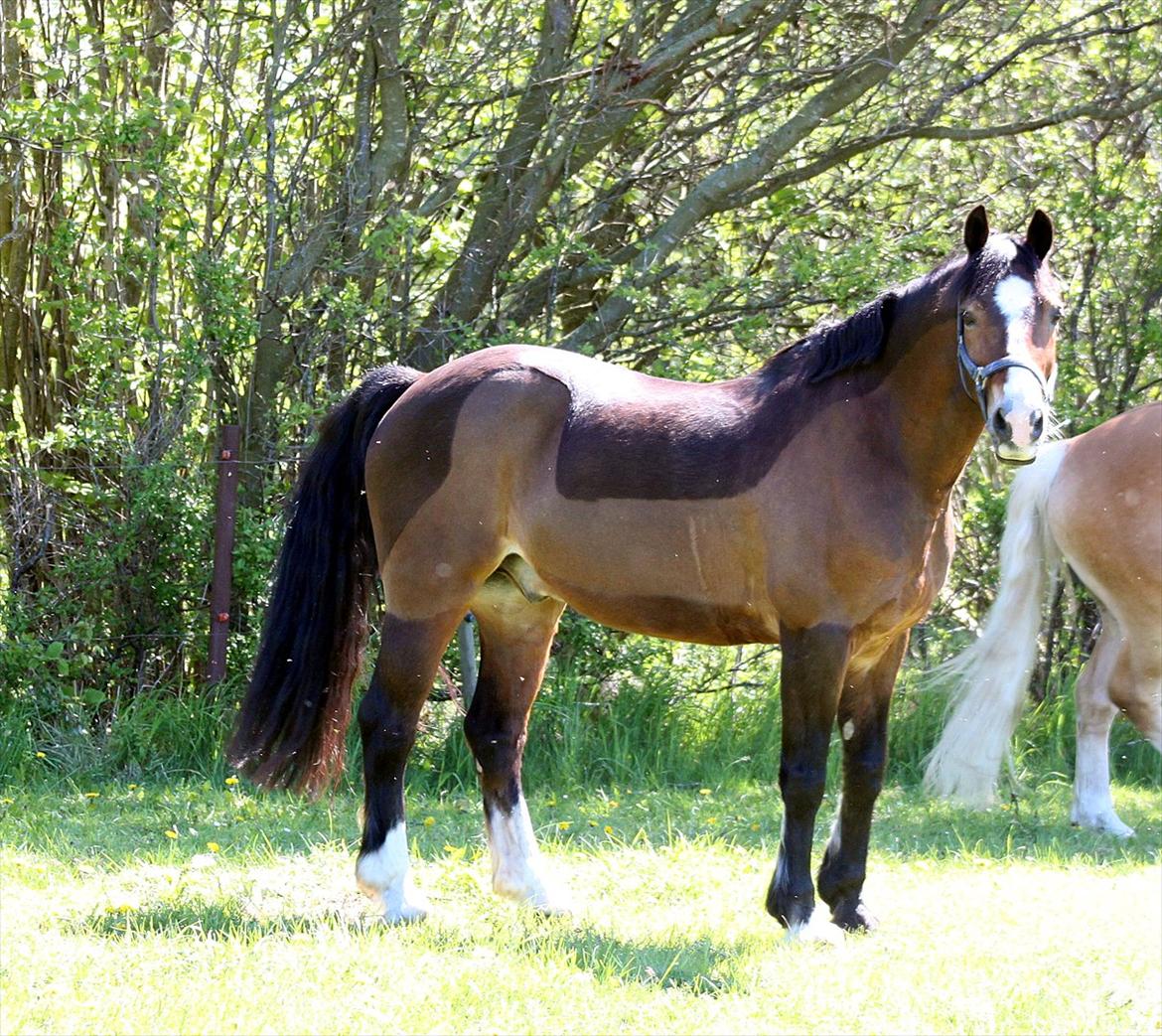 Welsh Cob (sec D) Dorthealyst Omikron - Aldrig glemt, altid gemt billede 10