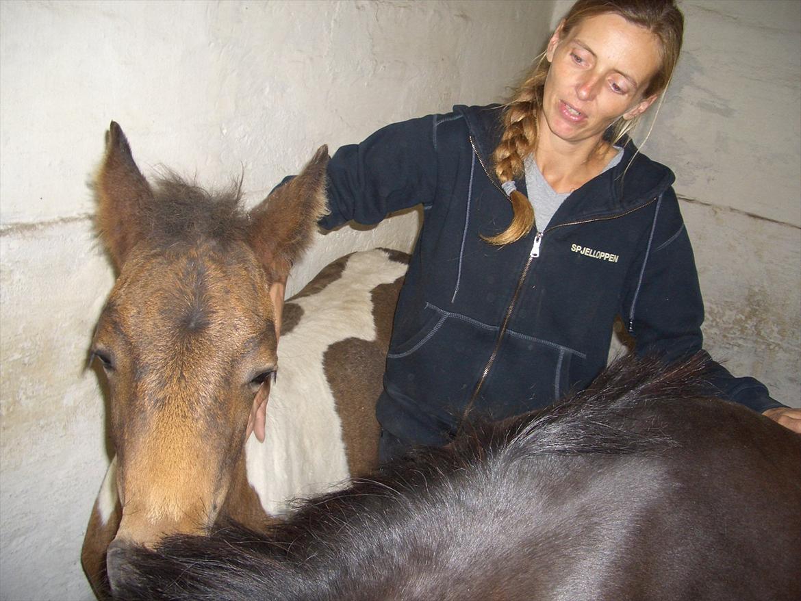 Anden særlig race Halkærhus Painted Lacey billede 15