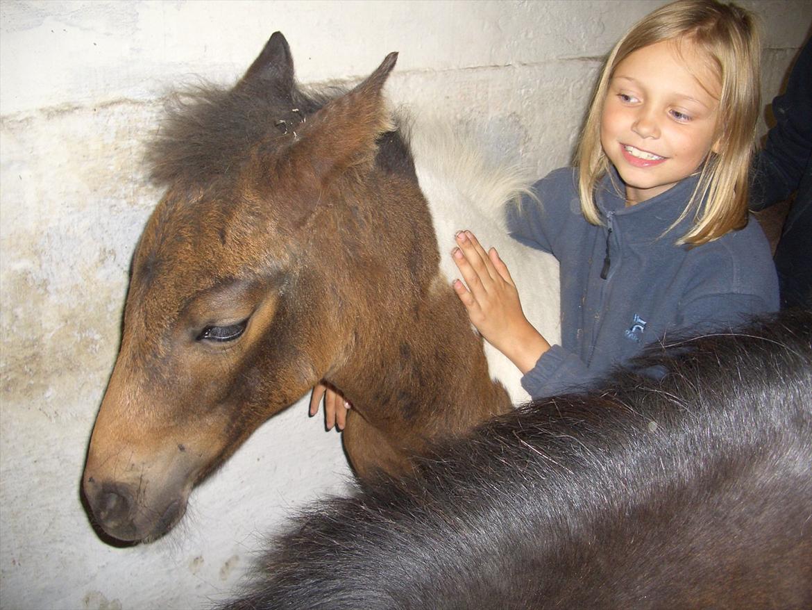 Anden særlig race Halkærhus Painted Lacey billede 16