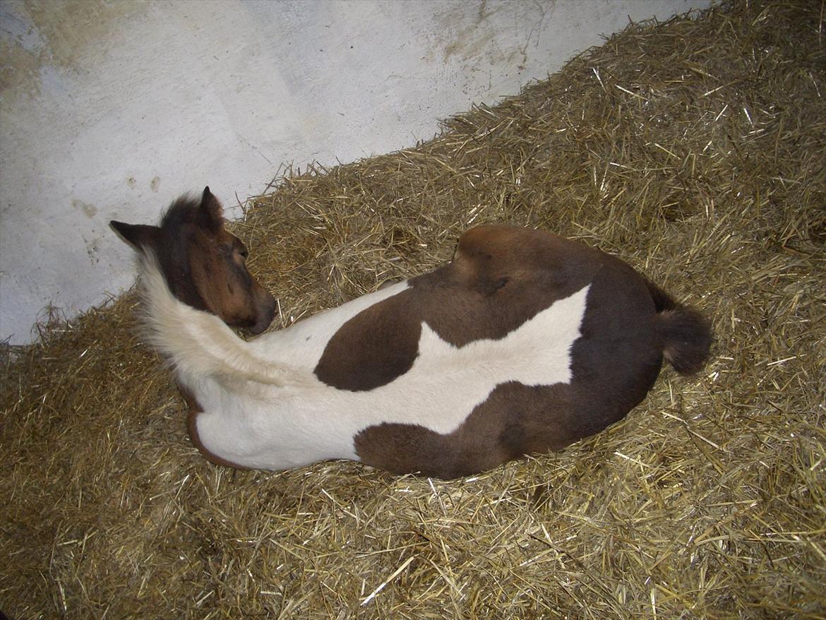 Anden særlig race Halkærhus Painted Lacey billede 17