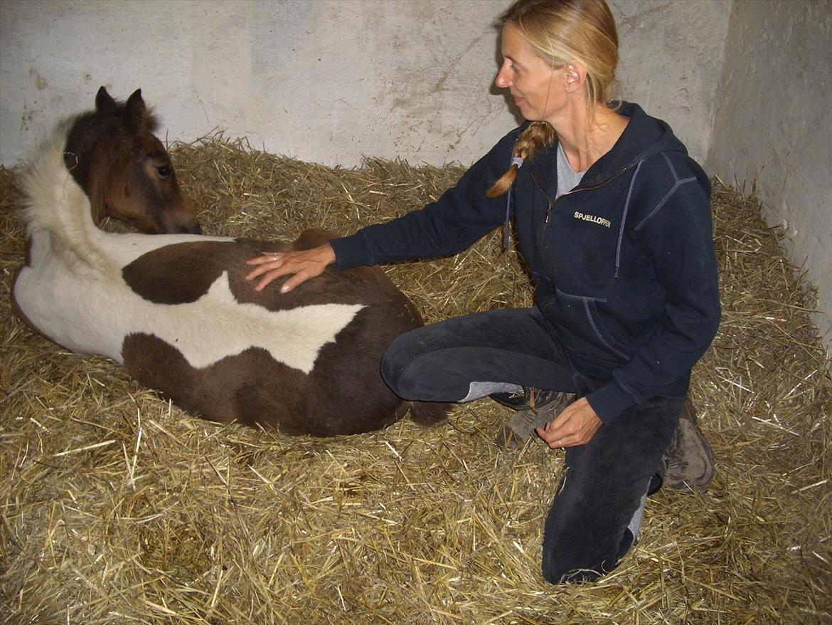 Anden særlig race Halkærhus Painted Lacey billede 18