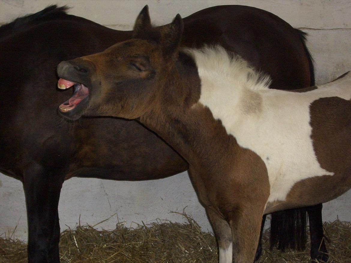 Anden særlig race Halkærhus Painted Lacey billede 4