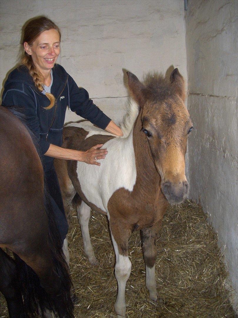 Anden særlig race Halkærhus Painted Lacey billede 19