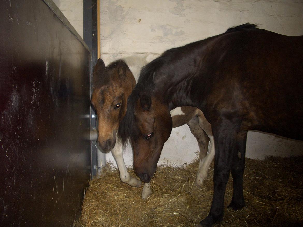 Anden særlig race Halkærhus Samara SAVNET! billede 9