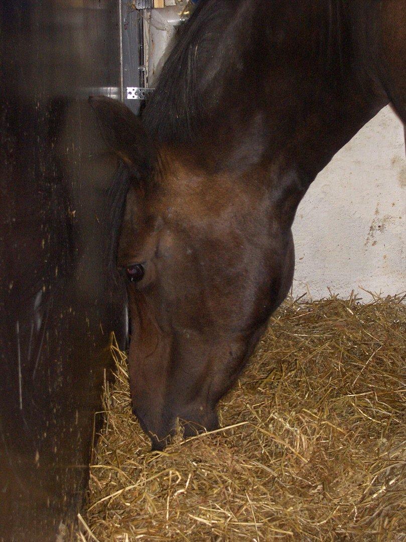 Anden særlig race Halkærhus Samara SAVNET! billede 10