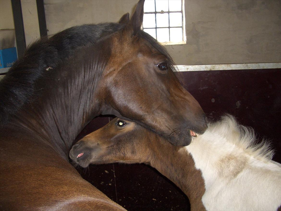Anden særlig race Halkærhus Samara SAVNET! billede 12