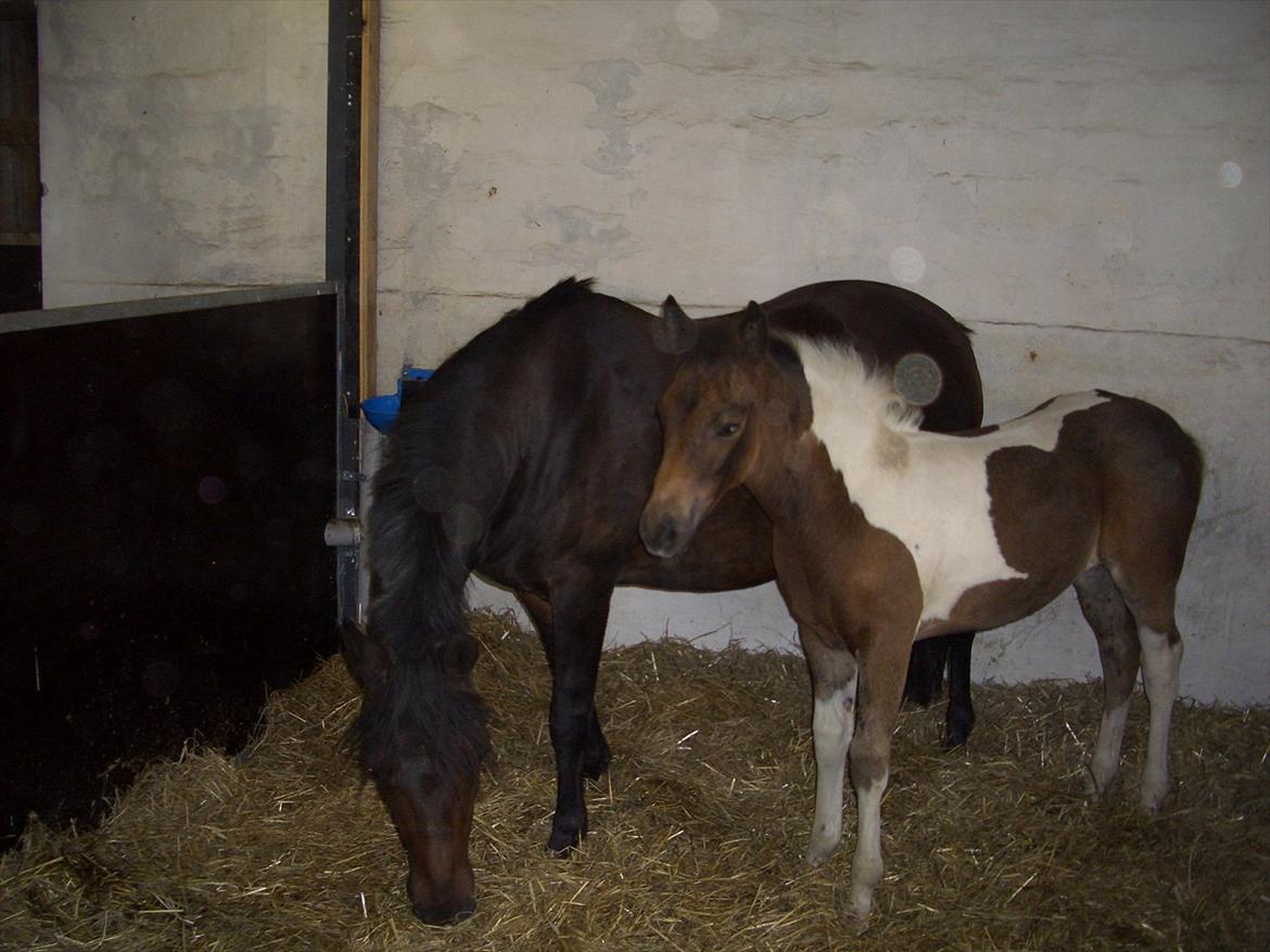 Anden særlig race Halkærhus Samara SAVNET! billede 13