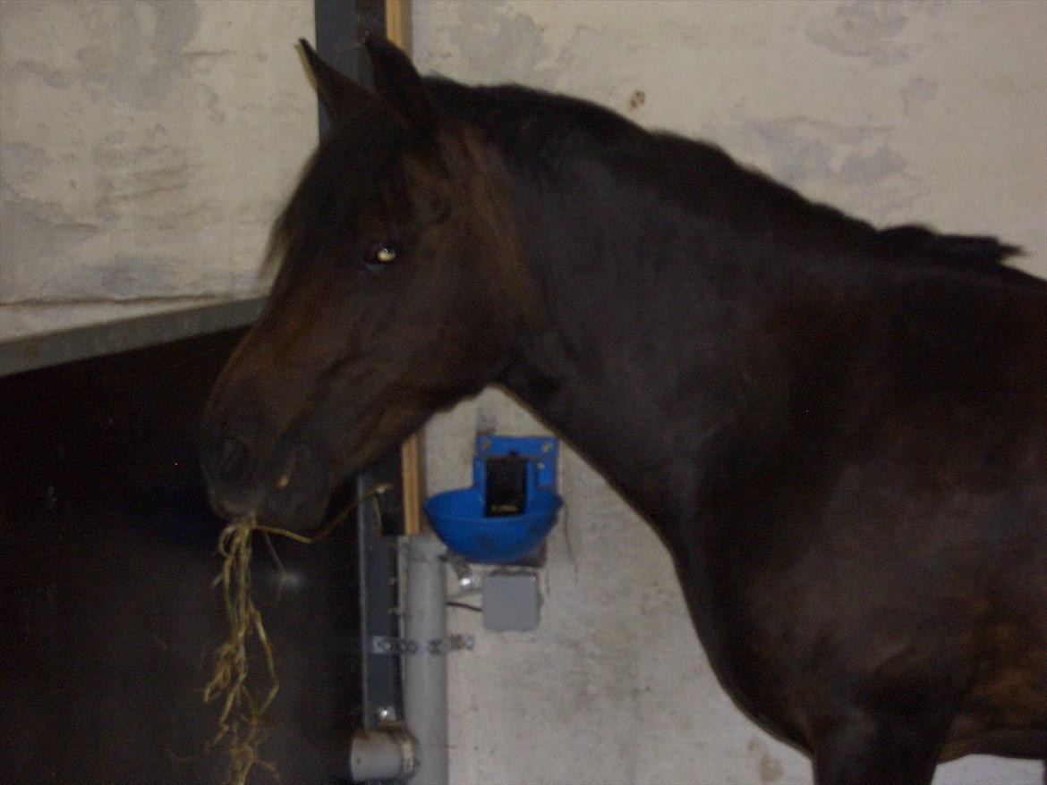 Anden særlig race Halkærhus Samara SAVNET! billede 14