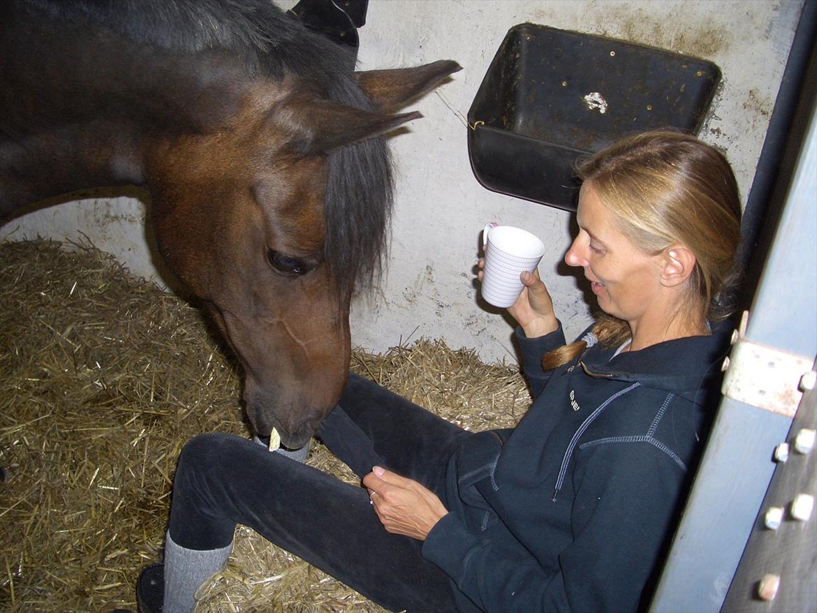 Anden særlig race Halkærhus Samara SAVNET! billede 17