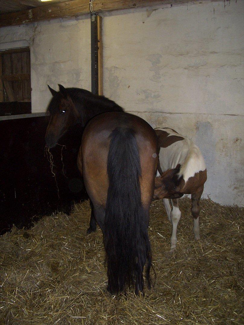 Anden særlig race Halkærhus Samara SAVNET! billede 18