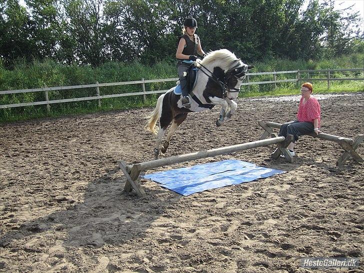 Anden særlig race Hannibal <3 (tidl. låne pony<3 - WOW!!! hvad er det der ligge derunder ;) billede 1