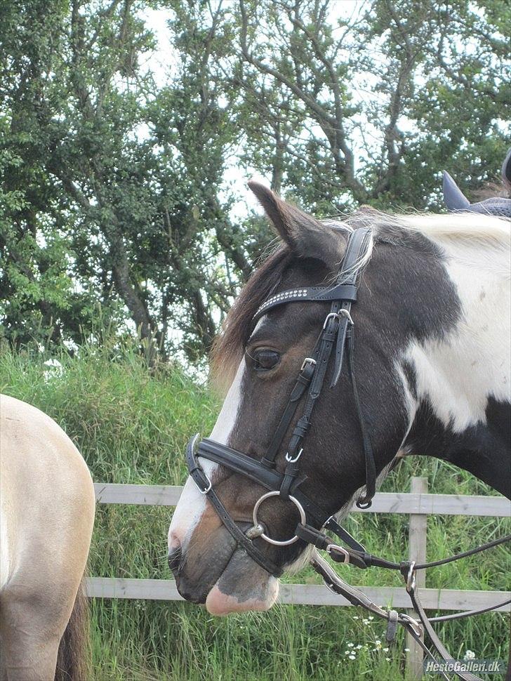 Anden særlig race Hannibal <3 (tidl. låne pony<3 - Smukke <3 billede 2