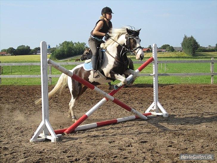 Anden særlig race Hannibal <3 (tidl. låne pony<3 billede 3