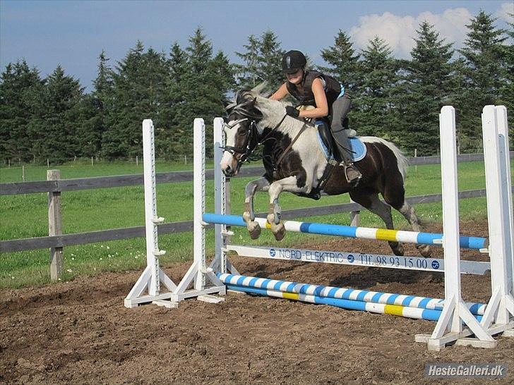 Anden særlig race Hannibal <3 (tidl. låne pony<3 billede 4