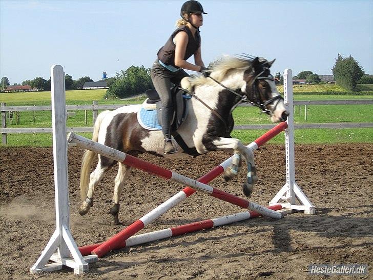 Anden særlig race Hannibal <3 (tidl. låne pony<3 billede 5