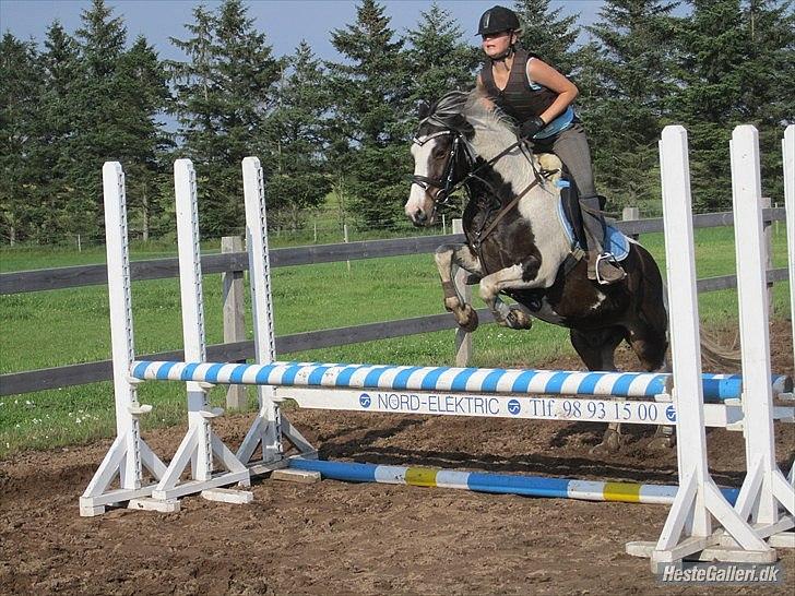 Anden særlig race Hannibal <3 (tidl. låne pony<3 billede 6