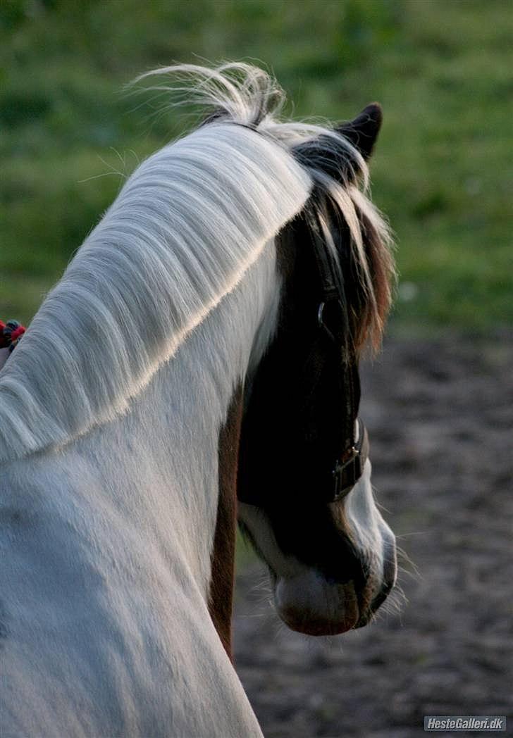 Anden særlig race Hannibal <3 (tidl. låne pony<3 billede 7
