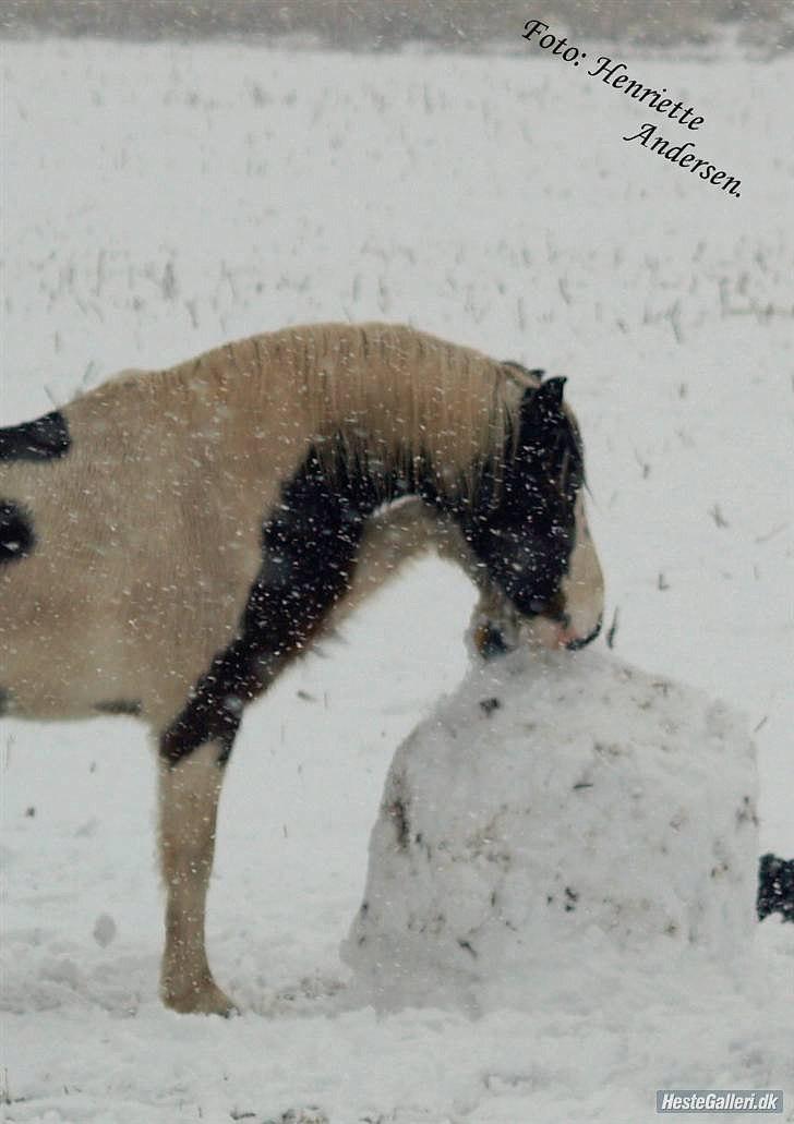 Anden særlig race Hannibal <3 (tidl. låne pony<3 billede 8