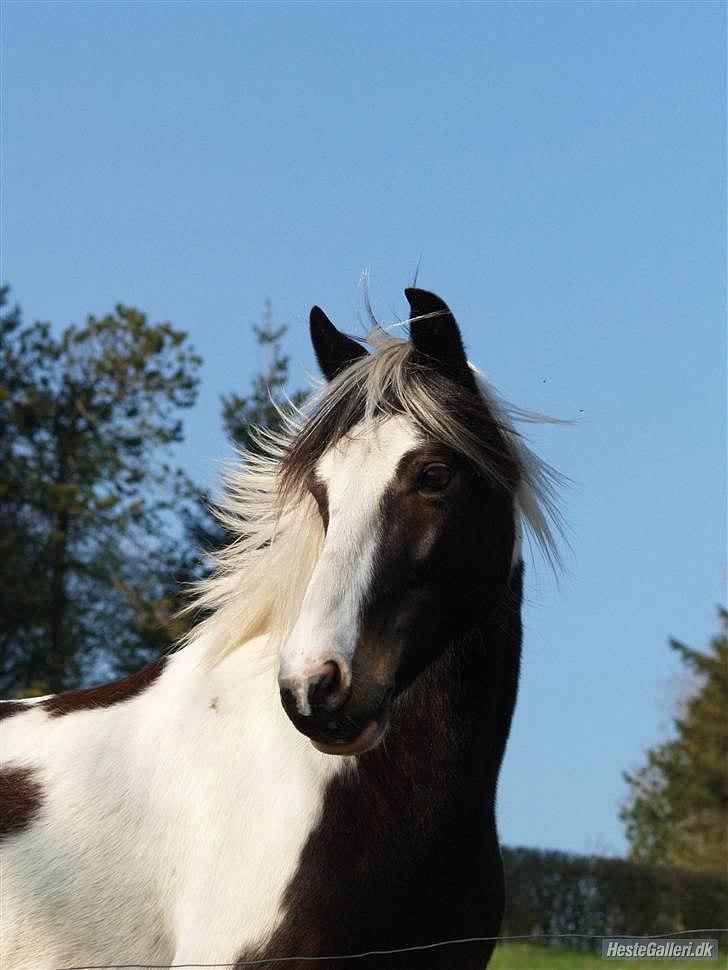 Anden særlig race Hannibal <3 (tidl. låne pony<3 billede 9