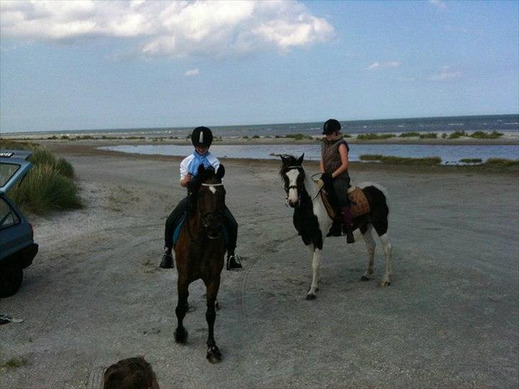 Anden særlig race Hannibal <3 (tidl. låne pony<3 billede 10