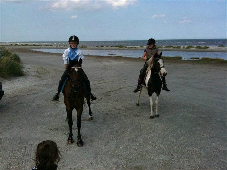 Anden særlig race Hannibal <3 (tidl. låne pony<3 billede 11