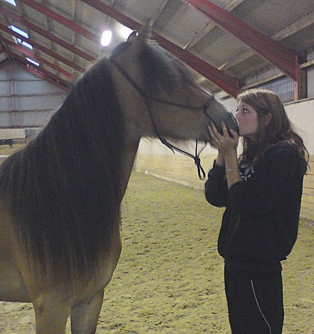 Irish Cob Crossbreed Nova<3 billede 3