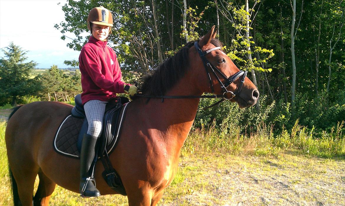 Welsh Cob (sec D) Hatting Aron - Aron og jeg på skovtur billede 12