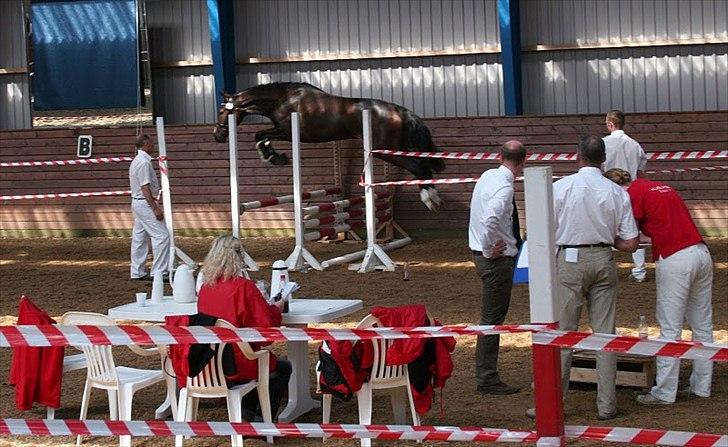 Dansk Varmblod Mejlkær´s La Toya Cornett billede 14