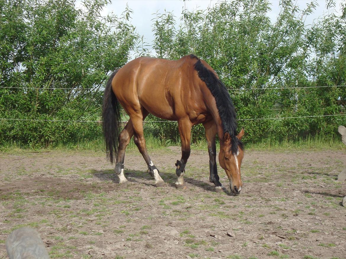 Fuldblod (XX) Tombola billede 10