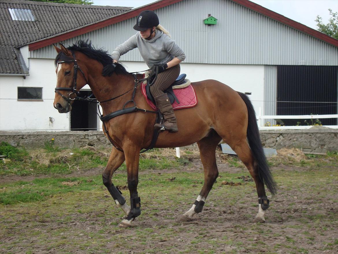 Fuldblod (XX) Tombola billede 11