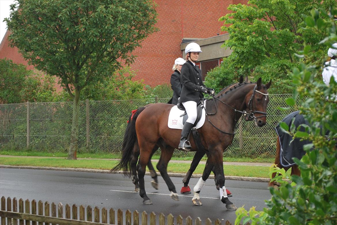 Dansk Varmblod Darrigårdens Leifich billede 16