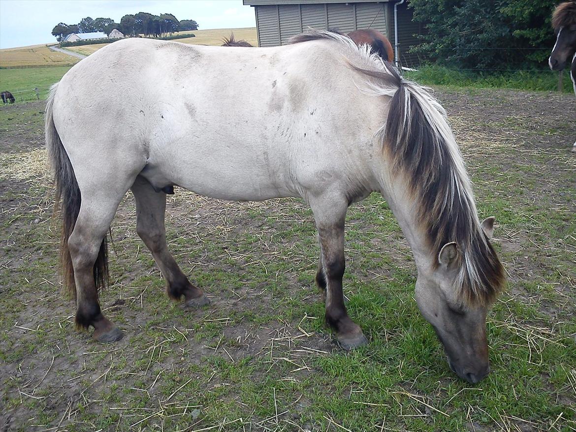 Islænder Gladur fra Gultentorp billede 12