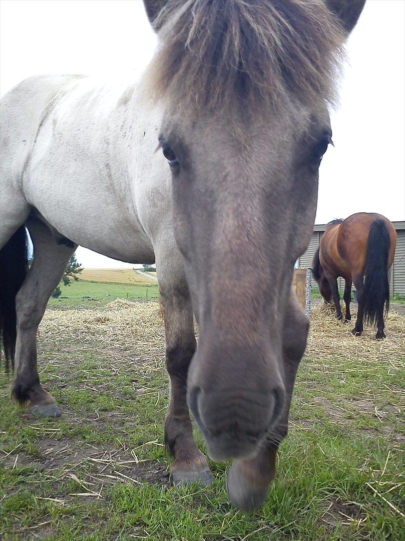 Islænder Gladur fra Gultentorp billede 15