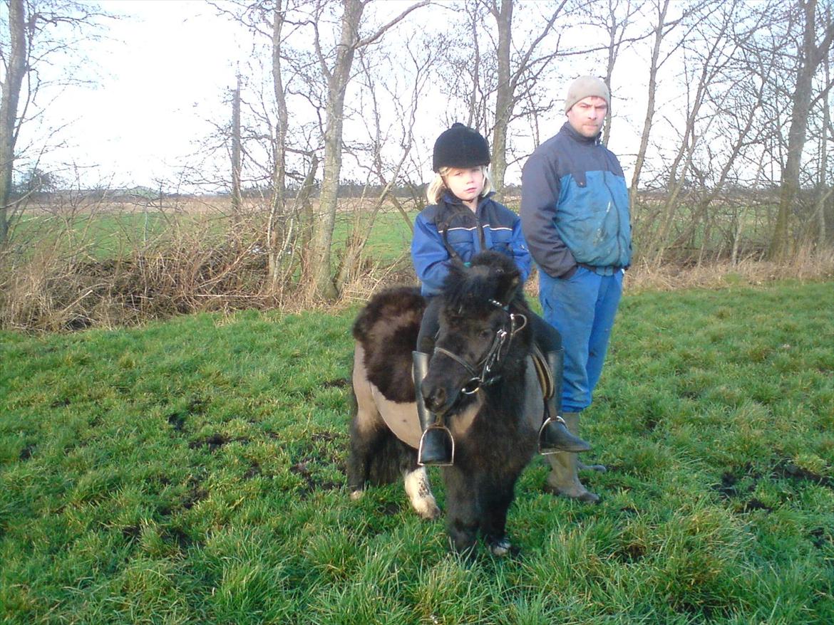 Shetlænder Felix ... billede 18