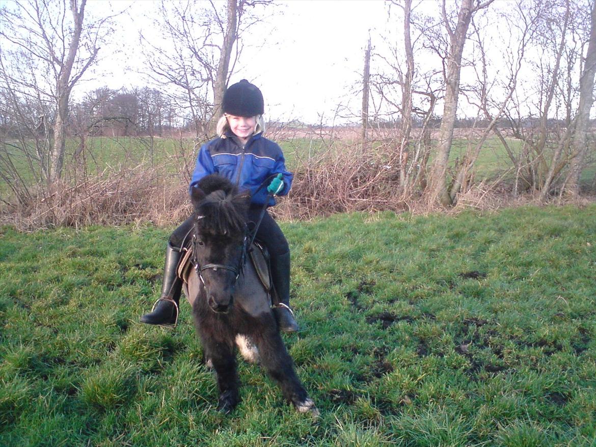 Shetlænder Felix ... billede 19