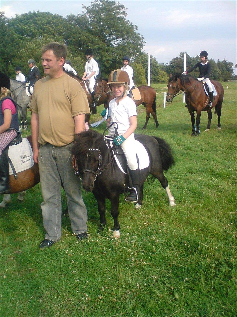 Shetlænder Felix ... billede 20