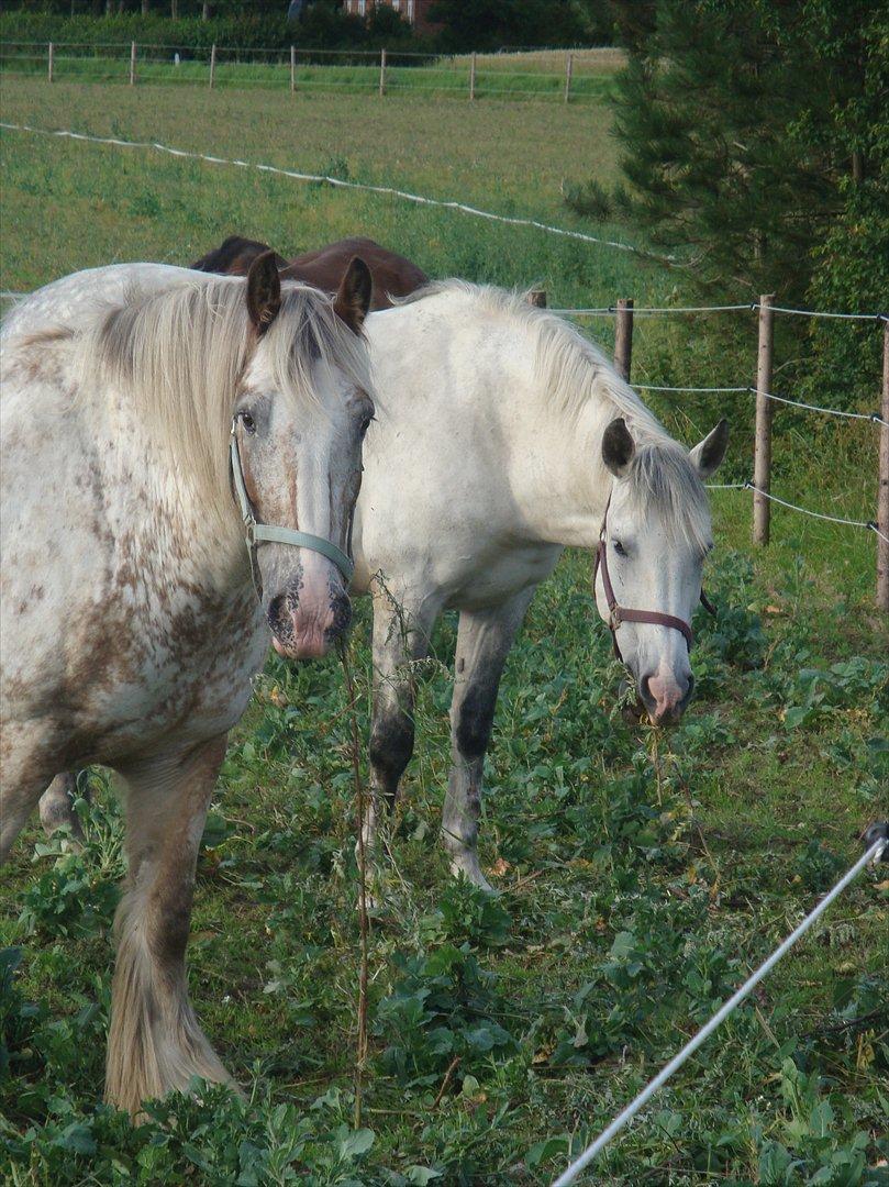 Irish Cob sjors 9 <3 - sjors og don på deres fine fold 

Foto. Mig billede 6
