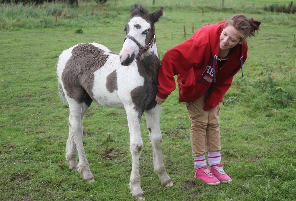 Irish Cob Gordon Blue - 4 uger billede 8