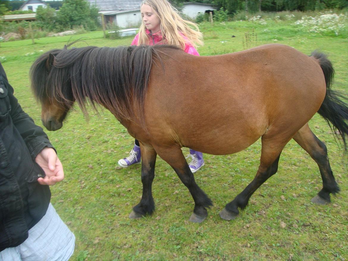 Anden særlig race Jolly - nyt billede 14