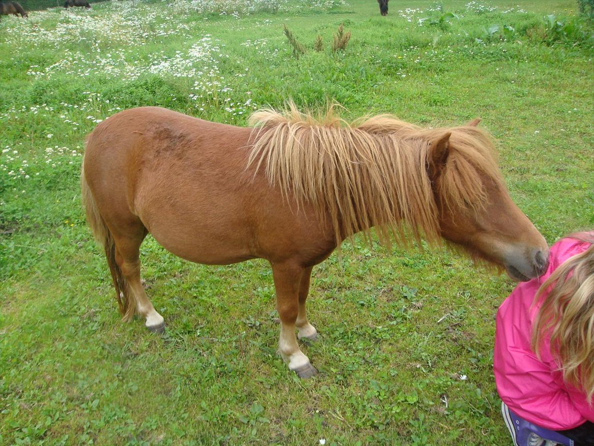 Shetlænder fiona   - hey hvad er det julie har der :) nyt billede 12