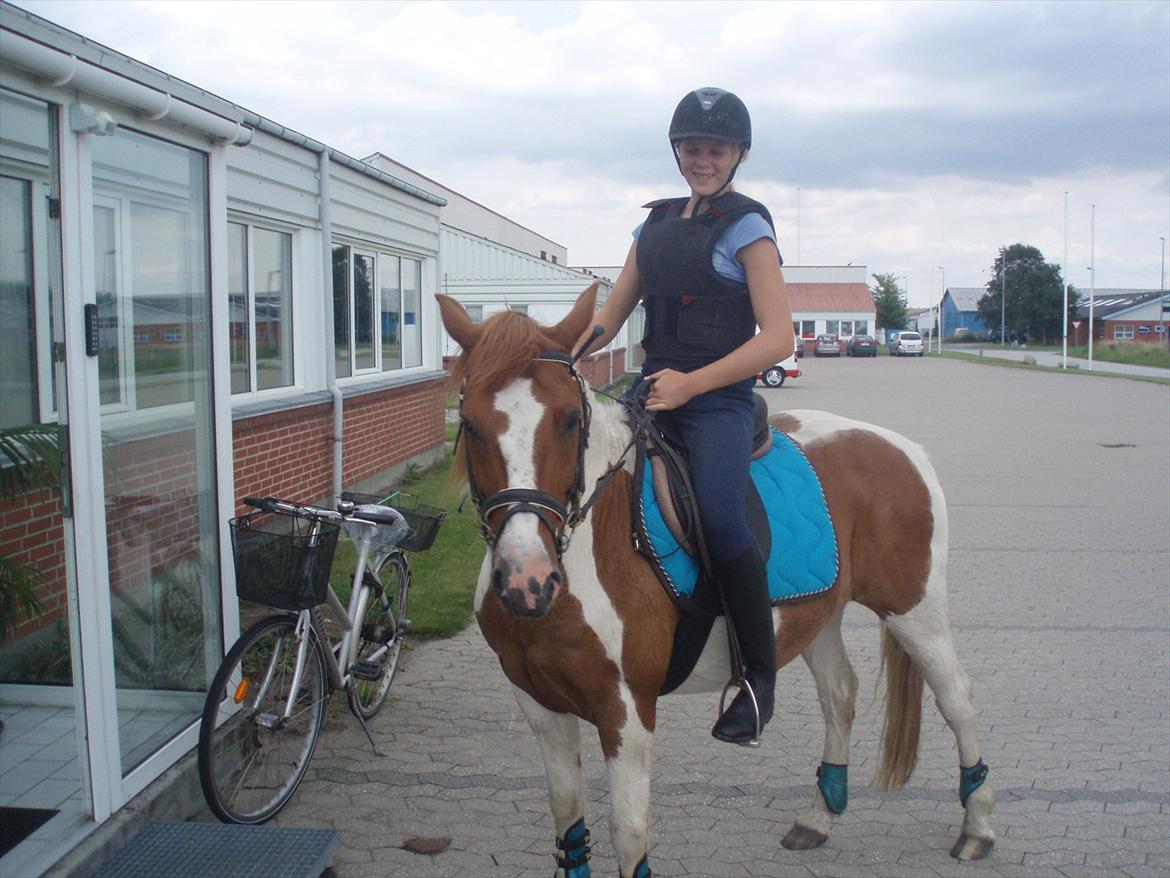 Pinto Lee - Cooper GOLÅ<3solgt - red lige forbi min mors arbejde i Randers ved Randerslegeland:)
Foto: Mor billede 7
