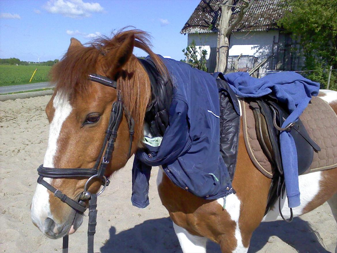 Pinto Lee - Cooper GOLÅ<3solgt - cooper er blevet til pakæsel:)
Foto: Mig billede 8