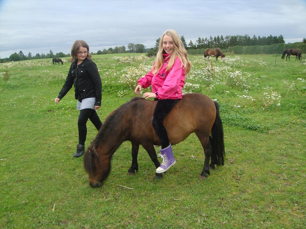 Shetlænder Andrea   - så rolig en børne pony er jeg :) nyt billede 16