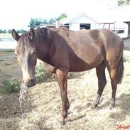 Palomino Pointsprings Charisma