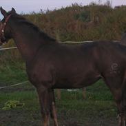 Palomino Pointsprings Charisma