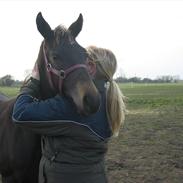 Palomino Pointsprings Charisma